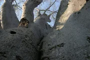 Baobab, auch bekannt als 'Afrikanischer Affenbrotbaum', ist eine der riesigsten Baumarten des Kontinents.