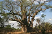 Baobab, auch bekannt als 'Afrikanischer Affenbrotbaum', ist eine der riesigsten Baumarten des Kontinents. Diese 'Riesen' bilden den Lebensraum f&uuml;r viele Vogelarten und andere Lebewesen. Eine besondere Ansammlung dieser jahrhundertealten B&auml;ume befindet sich in Thulamela im n&ouml;rdlichsten Zipfel des Kruger-Parks.