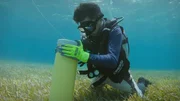 Behutsam entnimmt Jos&eacute; Ernesto Mancera Pineda Seegras aus dem Sediment, mitsamt Wurzeln, um diese dann umzupflanzen.