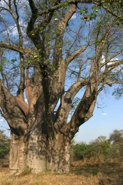 Sie hei&szlig;en auf Afrikaans Baobab, auf Deutsch "Afrikanischer Affenbrotbaum", gemeint ist eine der riesigsten Baumarten des Kontinents. Sie werden bis zu 800 Jahre alt und haben ab dem 80. Lebensjahr einen Durchmesser von bis zu sechs Metern bei einer H&ouml;he von bis zu 20 Metern. Diese "Riesen" bilden den Lebensraum f&uuml;r viele Vogelarten, aber auch f&uuml;r andere Lebewesen. Eine besondere Ansammlung dieser Baumriesen befindet sich in Thulamela im n&ouml;rdlichsten Zipfel des Kruger-Parks. Hier stehen diese jahrhundertealten B&auml;ume in Reih und Glied, in genau gleichem Abstand.