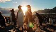 K&ouml;nigspinguine in der Kolonie St. Andrews bei Sonnenaufgang.