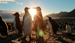 K&ouml;nigspinguine in der Kolonie St. Andrews bei Sonnenaufgang.