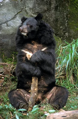 Asiatischer Schwarzb&auml;r.