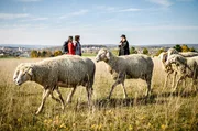 Auf den Spuren der Sch&auml;fer f&uuml;hrt der Albsch&auml;ferweg 160 Kilometer durch die Heidenheimer Brenzregion.