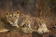 A lioness and her cubs. A lioness and her cubs.