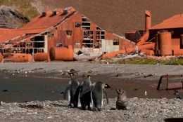 Die verlassende Walfangstation Stromness in der Stromness Bay an der nordk&uuml;ste S&uuml;dgeorgiens mit K&ouml;nigspinguinen und Seeb&auml;r.