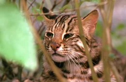 Leopardenkatze.
