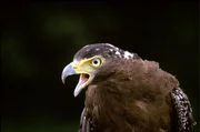 Indischer Schlangenhabicht.