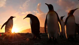 K&ouml;nigspinguine im Sonnenaufgang.