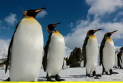 K&ouml;nigspinguine zum Winterende.