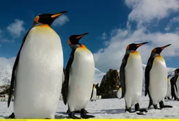 K&ouml;nigspinguine zum Winterende.