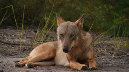 Vor 100 Jahren ausgerottet, nun zur&uuml;ckgekehrt: Am Wolf als symboltr&auml;chtige Figur scheiden sich die Geister.