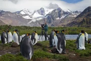 Kameramann Roland Gockel filmt br&uuml;tende K&ouml;nigspinguine.