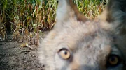 Der Wolf &ndash; ein gef&auml;hrliches Raubtier oder doch ein n&uuml;tzliches Wildtier?