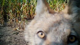 Der Wolf &ndash; ein gef&auml;hrliches Raubtier oder doch ein n&uuml;tzliches Wildtier?