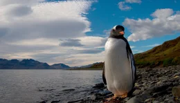 Ein Eselspinguin am Strand.