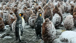 K&ouml;nigspinguine im Schneesturm