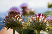 Hinter den Hecken Multi-Kulti-Garten in Weggis LU Staffel 6 Folge 4 Im Garten von Elisabeth und Alexander Oetiker trifft Exotik auf Schweizer Vierwaldst&auml;ttersee-Romantik.