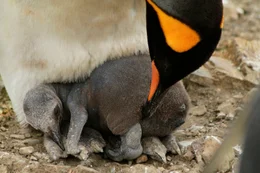 Ein frisch geschl&uuml;pftes K&ouml;nigspinguin-K&uuml;ken.