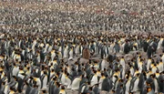 K&ouml;nigspinguine in der Kolonie St. Andrews.