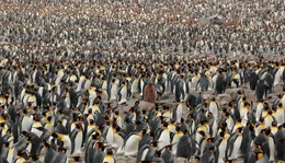 K&ouml;nigspinguine in der Kolonie St. Andrews.