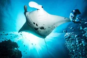 Wale, Mantarochen oder Walhaie kommen zum Riff, um sich von Plankton zu ernähren. Wale, Mantarochen oder Walhaie kommen zum Riff, um sich von Plankton zu ernähren.