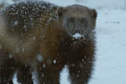 Vielfraße sind mit ihrem dicken Fell und den breiten Pfoten bestens für den Winter gewappnet. Vielfraße sind mit ihrem dicken Fell und den breiten Pfoten bestens für den Winter gewappnet.