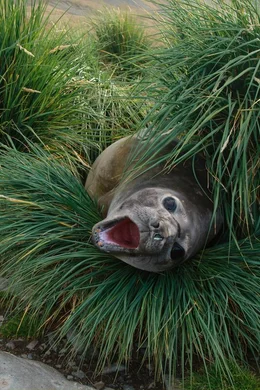 Ein junger Seeelefant im Tussokgras.