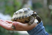 Griechische Landschildkröten gehören zu den beliebtesten Reptilien in der Heimtierhaltung. Griechische Landschildkröten gehören zu den beliebtesten Reptilien in der Heimtierhaltung.
