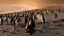 K&ouml;nigspinguine in der Kolonie St. Andrews bei Sonnenaufgang.