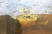 Schmuckschildkr&ouml;ten leben im Wasser. Sie sind als Haustiere nur etwas f&uuml;r Liebhaber und nicht f&uuml;r jedes Kind.