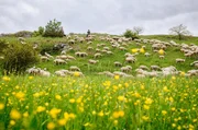 Nirgendwo in Deutschland gibt es mehr Wandersch&auml;fer als in der Region, durch die der Albsch&auml;ferweg f&uuml;hrt.