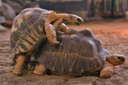 Schildkr&ouml;te Paul ist ein echter Schweren&ouml;ter. Weiteres Bildmaterial finden Sie unter www.br-foto.de.