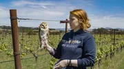 SRF school Gute Nachrichten vom Planeten &ndash; Wie wir Landwirtschaft nachhaltiger machen Eine Bio-Winzerin in Kalifornien nutzt Schleiereulen.