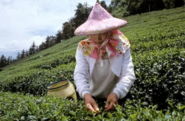 Teepfl&uuml;ckerin in den Taiwanesischen Bergen.