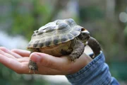 Griechische Landschildkr&ouml;ten geh&ouml;ren zu den beliebtesten Reptilien in der Heimtierhaltung.