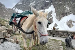 Die Schutzh&uuml;tte Morelli Buzzi liegt auf 2.300 Metern in den Seealpen &ndash; Wege und Zufahrtsstra&szlig;en gibt es keine, alles Notwendige muss durch einen S&auml;umer mit seinen Mulis hinauftransportiert werden.
