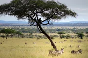 Schon lange gehen Wissenschaftler davon aus, dass die Wiege unserer Spezies in Afrika liegt.