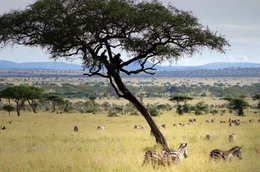 Schon lange gehen Wissenschaftler davon aus, dass die Wiege unserer Spezies in Afrika liegt.