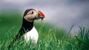 Ein Papageientaucher auf den F&auml;r&ouml;er Inseln. Die Inseln im Nordatlantik bestechen durch eine imposante Vogelwelt.