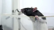 Wissenschaftler nutzen die neuesten Technologien, um die Laute der Tiere zu analysieren und herauszufinden, was sie eigentlich sagen.
