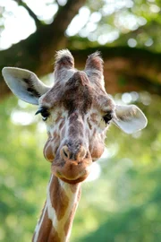 Die neue Giraffe hat ihre lange Reise nach Hellabrunn gut &uuml;berstanden.