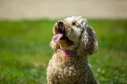 Pictured: Maggie, Cody / Dog Academy Front