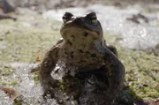 Im Fr&uuml;hjahr verlassen die ersten Amphibien in Estland ihren Winterunterschlupf.