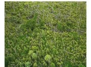 Knapp 30 Jahre nach dem Borkenk&auml;ferbefall zeigt sich der Erfolg der Nationalpark-Idee "Natur Natur sein lassen". Der "katastrophenartige" Zusammenbruch der alten Fichten war ein Ansto&szlig; zur Entwicklung in Richtung "Urwald".