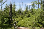 Knapp 30 Jahre nach dem Borkenkäferbefall zeigt sich der Erfolg der Nationalpark-Idee "Natur Natur sein lassen". Der "katastrophenartige" Zusammenbruch der alten Fichten war ein Anstoß zur Entwicklung in Richtung "Urwald". Knapp 30 Jahre nach dem Borkenkäferbefall zeigt sich der Erfolg der Nationalpark-Idee "Natur Natur sein lassen". Der "katastrophenartige" Zusammenbruch der alten Fichten war ein Anstoß zur Entwicklung in Richtung "Urwald".