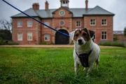 Pictured: Bertie, Gizmo, Dobbie, Sherlock / Dog Academy Front