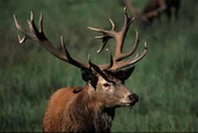 Kapitaler Hirsch. In manchen Jahren kann man das R&ouml;hren der Hirsche bis Ende Oktober h&ouml;ren. Die unz&auml;hligen, bizarren Baumst&uuml;mpfe liefern f&uuml;r die Brunft eine einzigartige Kulisse.