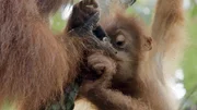 Orang-Utans.