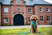 Pictured: Freddie / Dog Academy Front